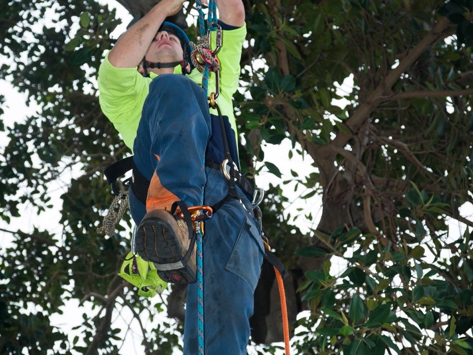 Qualified arborist working in a mature tree during an Enviro Trees UK survey in Shetland
